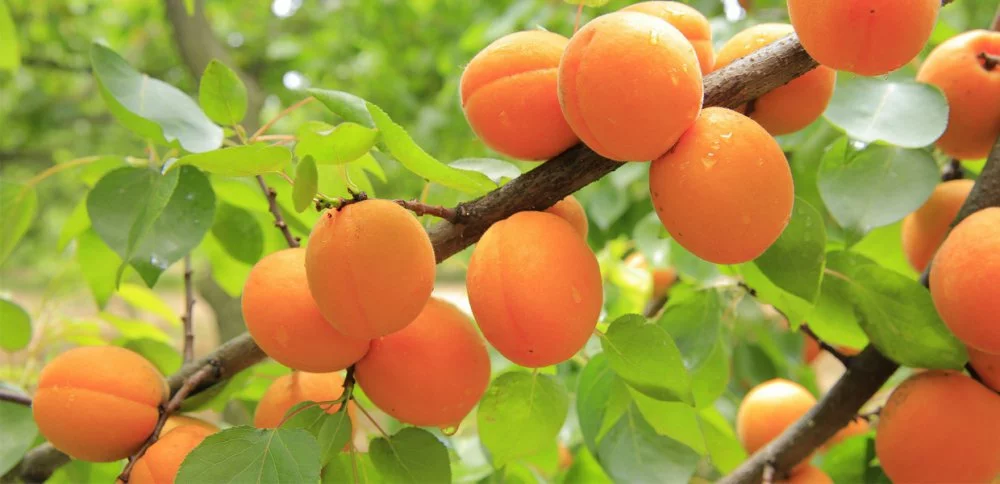 Как выбрать качественные саженцы абрикоса? - Agrobiz.net