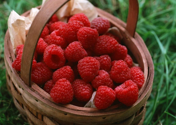 Малиновый рай или как осуществить мечту о собственном малиннике - Agrobiz.net